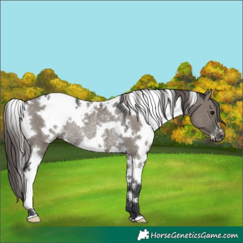Horse Color:White Spotted Grullo Mushroom Varnish Rabicano