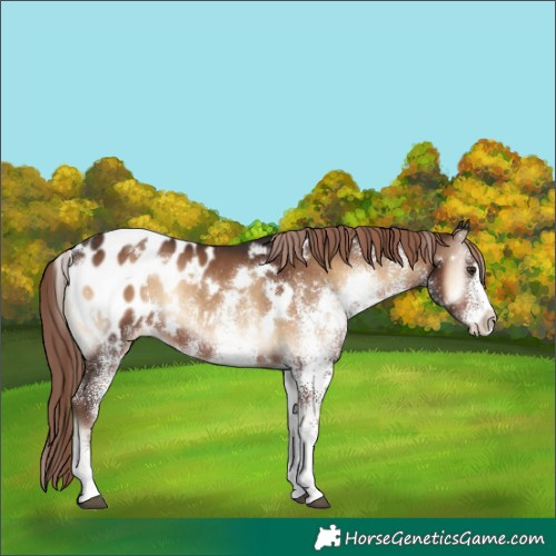 Horse Color:White Spotted Liver Red Onyx Blanket Rabicano