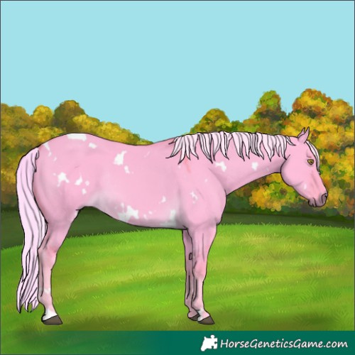 Horse Color:Watercolor White Spotted Palomino Dun Rabicano 