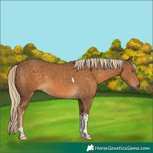 Horse Color:Chocolate Palomino Tobiano 