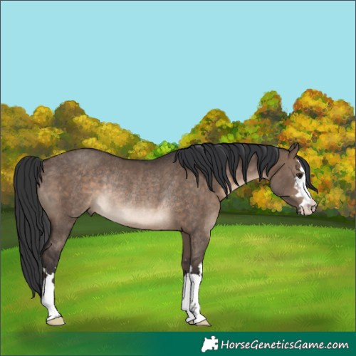 Horse Color:Brown Dun Rabicano