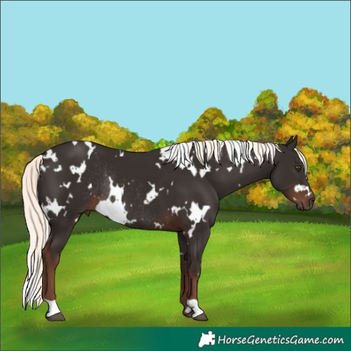 Horse Color:White Spotted Liver Chestnut Mushroom Rabicano 