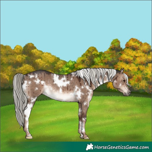 Horse Color:White Spotted Liver Red Dun Mushroom Rabicano Brindle