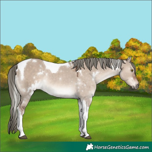 Horse Color:White Spotted Liver Red Dun Mushroom Tobiano Rabicano