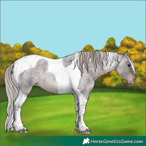 Horse Color:Silver Brown Roan Tobiano Appaloosa