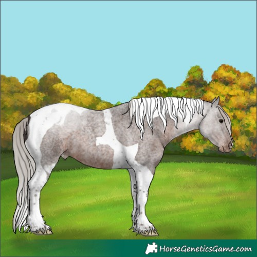 Horse Color:Silver Blue Roan Tobiano Skewed LP Spotted