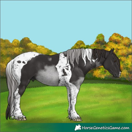 Horse Color:Liver Chestnut Tobiano 