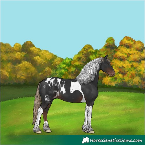 Horse Color:Liver Chestnut Tobiano Skewed Appaloosa