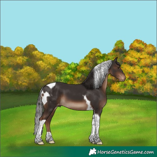 Horse Color:Liver Chestnut Tobiano Skewed Appaloosa 