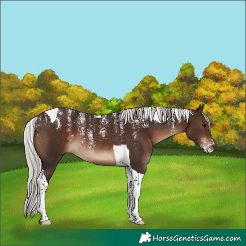 Horse Color:Powder White Silver Brown Tobiano Rabicano