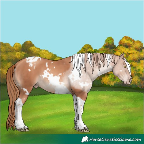 Horse Color:White Spotted Gold Champagne Tobiano 