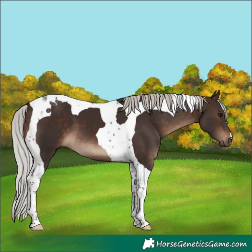 Horse Color:Silver Brown Tobiano 