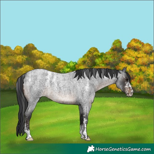 Horse Color:Powder White Brown Roan