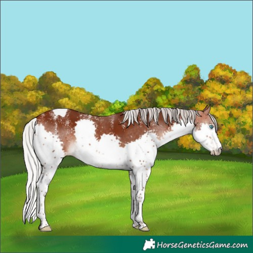 Horse Color:Powder White Silver Bay Splash Tobiano Rabicano 