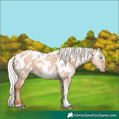 Horse Color:Silver Amber Champagne Dun Tobiano Near Leopard Rabicano