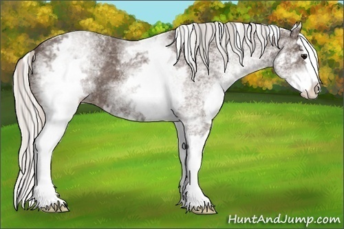 Horse Color:White Spotted Silver Blue Roan Splash 