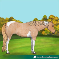 Horse Color:Red Roan Tobiano 