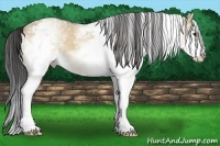 Horse Color:White Spotted Bay Dun Splash Rabicano 