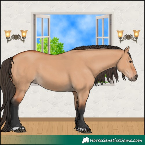 Horse Color:Bay Dun