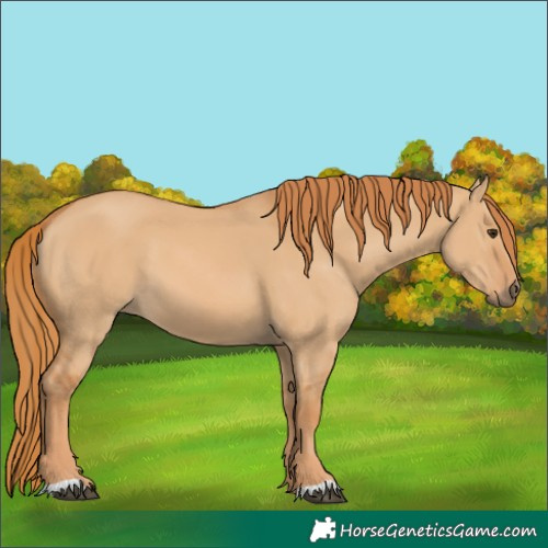 Horse Color:Red Dun