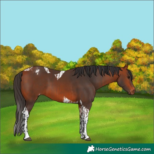 Horse Color:Bay Appaloosa and Bay Tobiano
