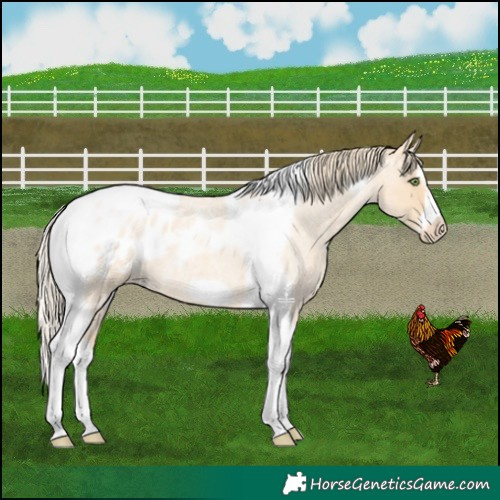 Horse Color:Gold Champagne Roan Dun Splash Tobiano Frame Appaloosa Rabicano 
