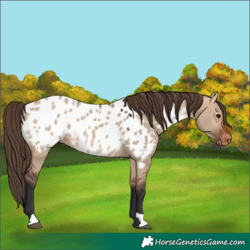 Horse Color:Bay Dun Appaloosa 