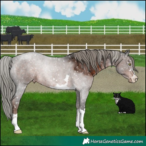 Horse Color:Liver Chestnut Mushroom Snowflake Varnish