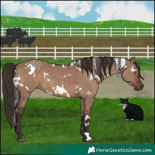 Horse Color:White Spotted Liver Red Dun 