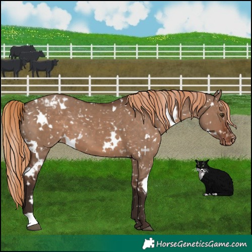 Horse Color:White Spotted Liver Red Dun Snowflake Varnish
