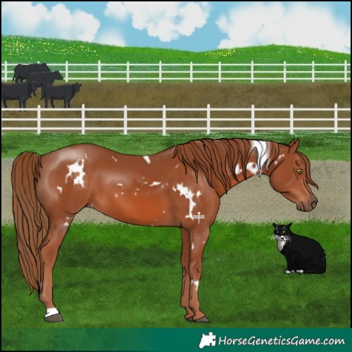 Horse Color:White Spotted Chestnut