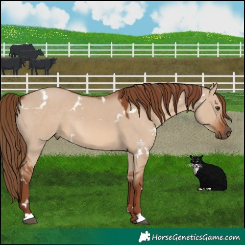 Horse Color:White Spotted Red Dun 