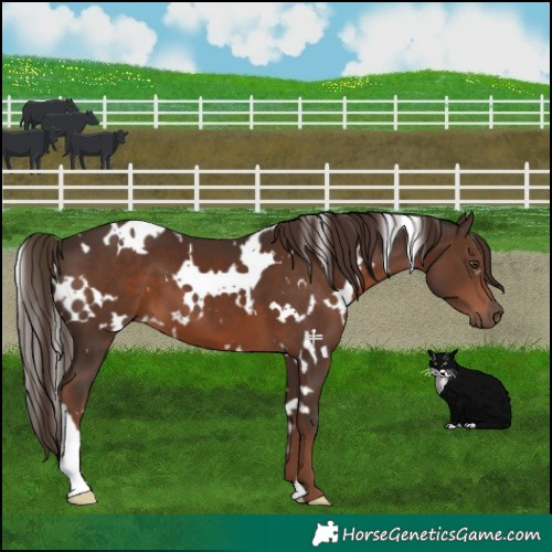Horse Color:White Spotted Liver Chestnut 