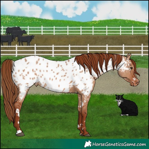 Horse Color:White Spotted Red Dun Near Leopard 