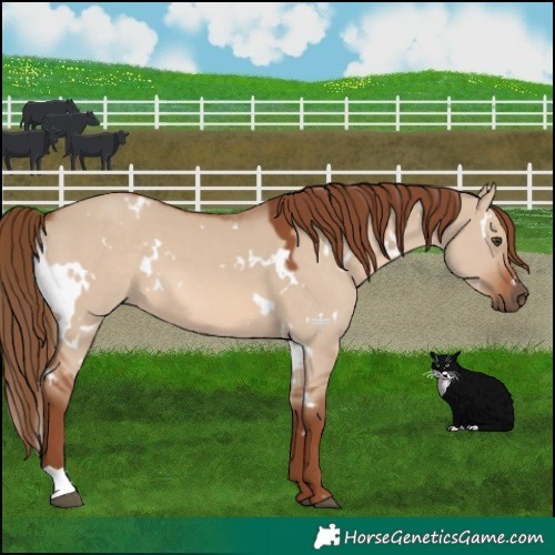 Horse Color:White Spotted Red Dun 