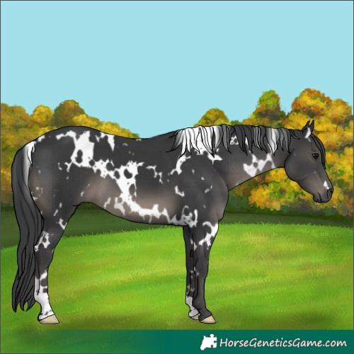 Horse Color:White Spotted Black 