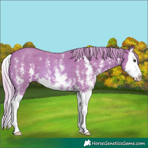 Horse Color:Watercolor Chestnut Sabino Splash
