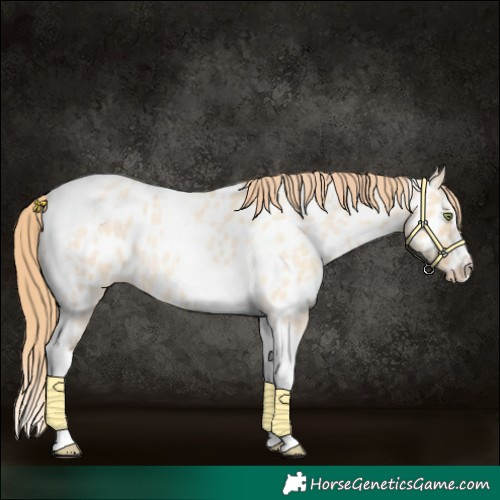 Horse Color:Gold Champagne Roan Dun Splash Tobiano Frame Near Leopard Rabicano 