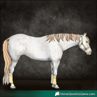 Horse Color:Gold Champagne Roan Dun Splash Tobiano Frame Near Leopard Rabicano 