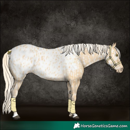 Horse Color:Palomino Appaloosa  and Palomino Appaloosa 