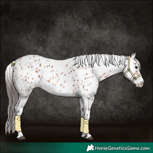 Horse Color:Bay Appaloosa 