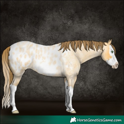 Horse Color:Amber Cream Champagne Roan Splash Frame Appaloosa 