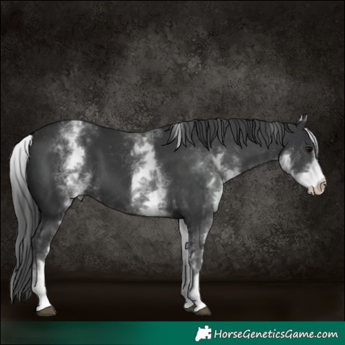 Horse Color:White Spotted Black Varnish 
