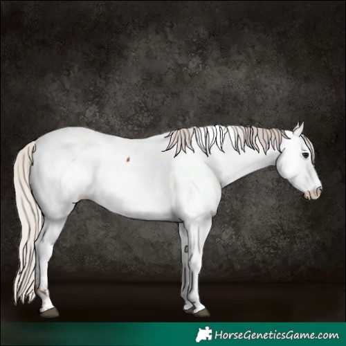 Horse Color:Powder White Silver Brown Appaloosa Rabicano 