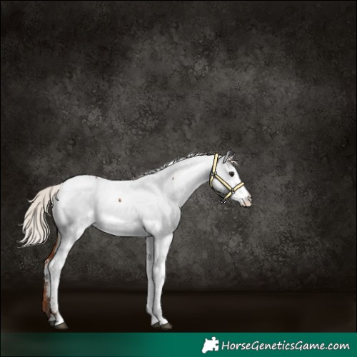 Horse Color:Powder White Silver Brown Appaloosa Rabicano 