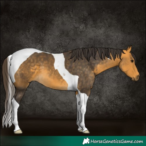 Horse Color:Buckskin Tobiano 