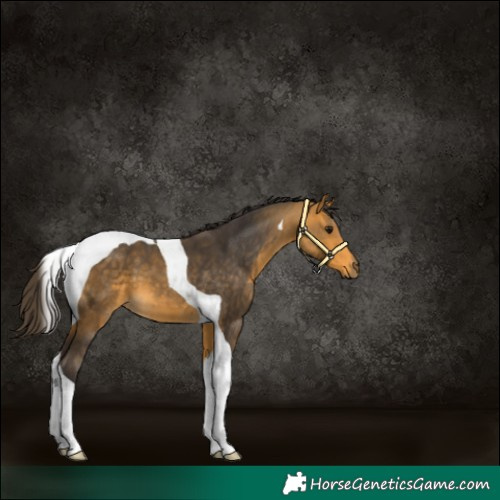 Horse Color:Buckskin Tobiano 