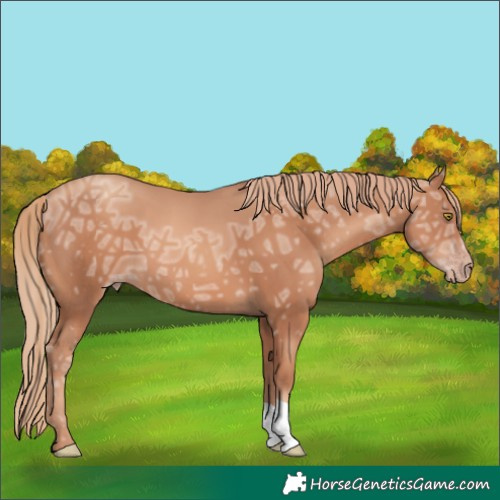 Horse Color:Gold Champagne Ice