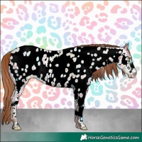 Horse Color:Gold Champagne Ice Sabino Near Leopard
