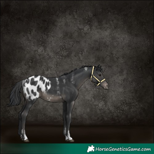 Horse Color:Powder White Black Appaloosa Rabicano 
